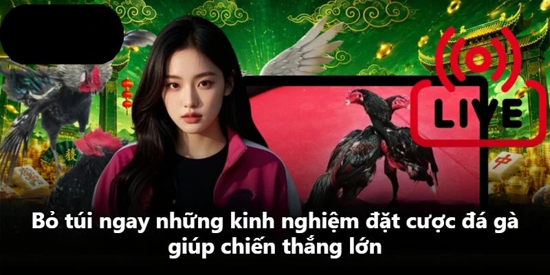 Bỏ túi ngay những kinh nghiệm đặt cược đá gà giúp chiến thắng lớn